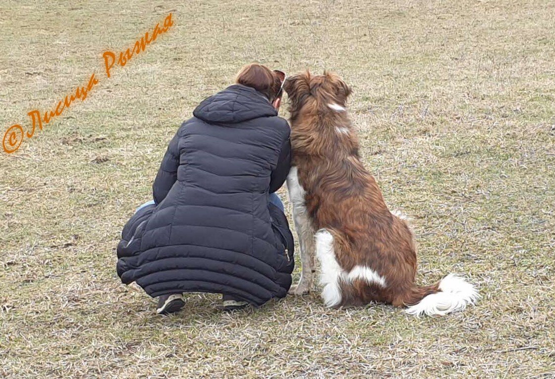 Сейчас Арчибака весит 40 кг, для такого большого пса - это норма, сейчас еще в поля будем ездить и вернемся в форму окончательно.