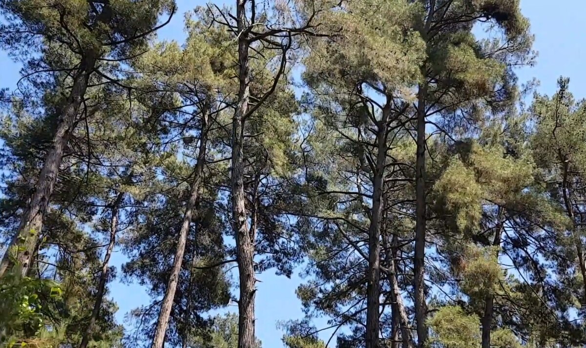 Пицундские сосны