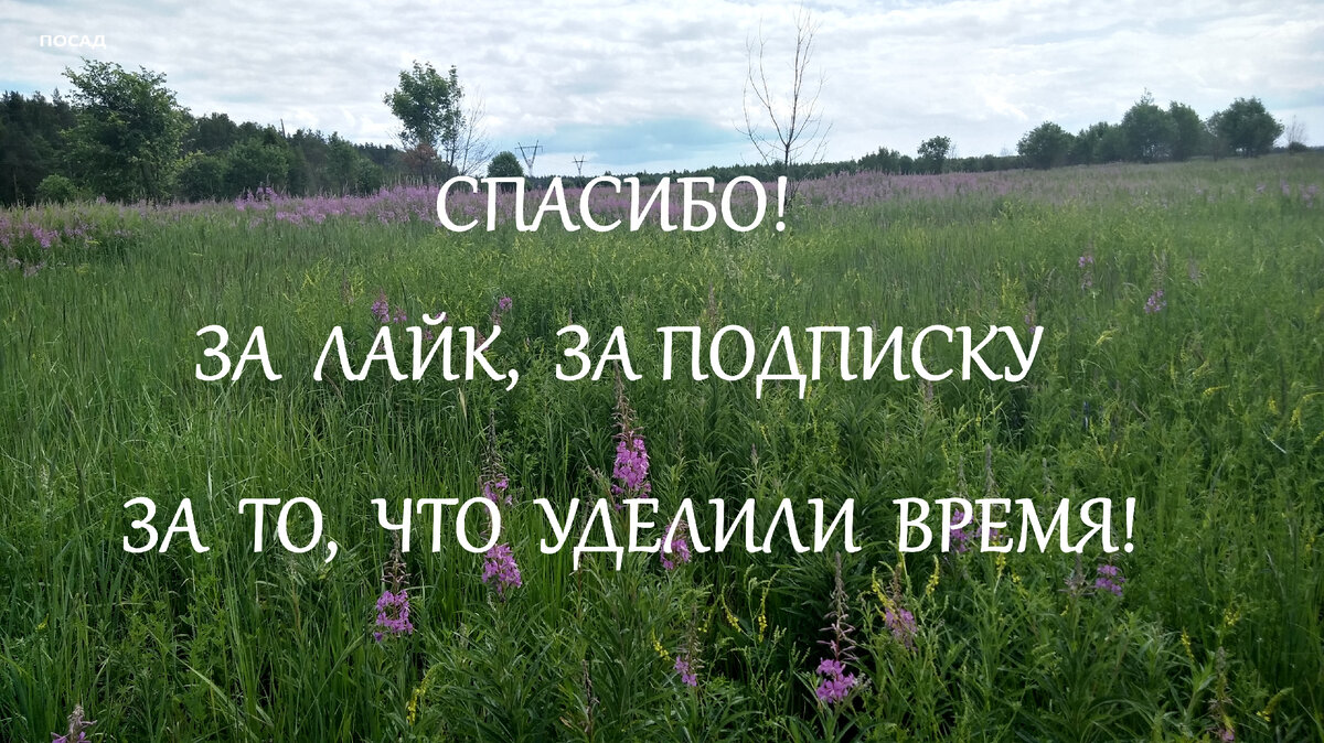 Старый охотник рассказал мужу рецепт синего таёжного чая. Всё просто и  доступно. Теперь пьём чудесный ароматный чай постоянно | Посад | Дзен