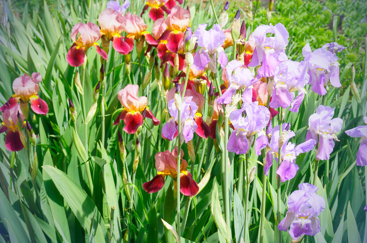 Первые из элиты