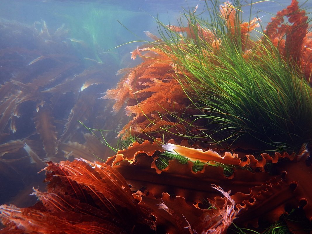 Морские бурые водоросли фото