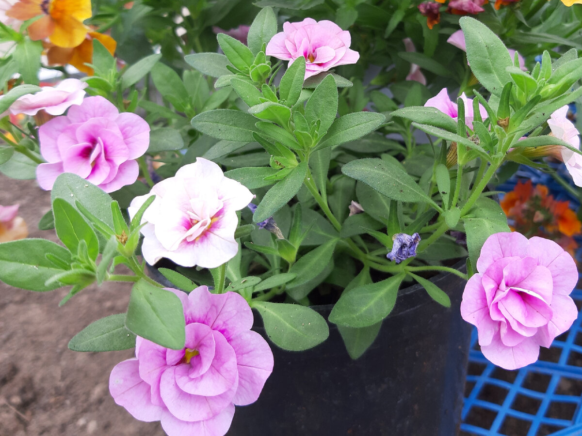 Калибрахоа