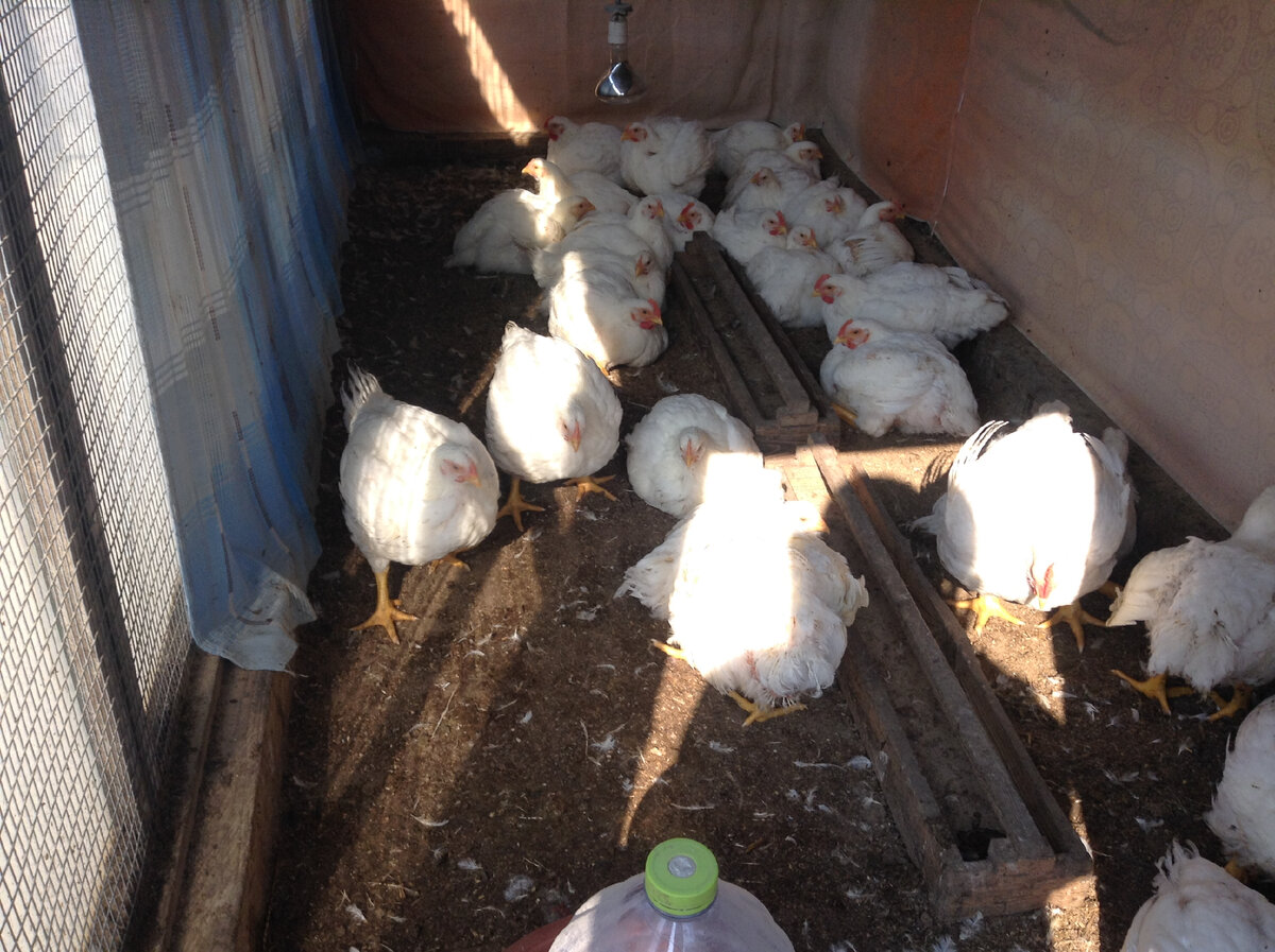 бройлерам 43 дня