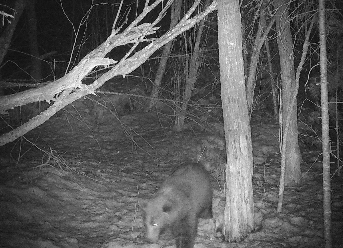 На фотоловушках, по полученным на данный момент данным, медведи отметились поздно – 15 апреля.  
