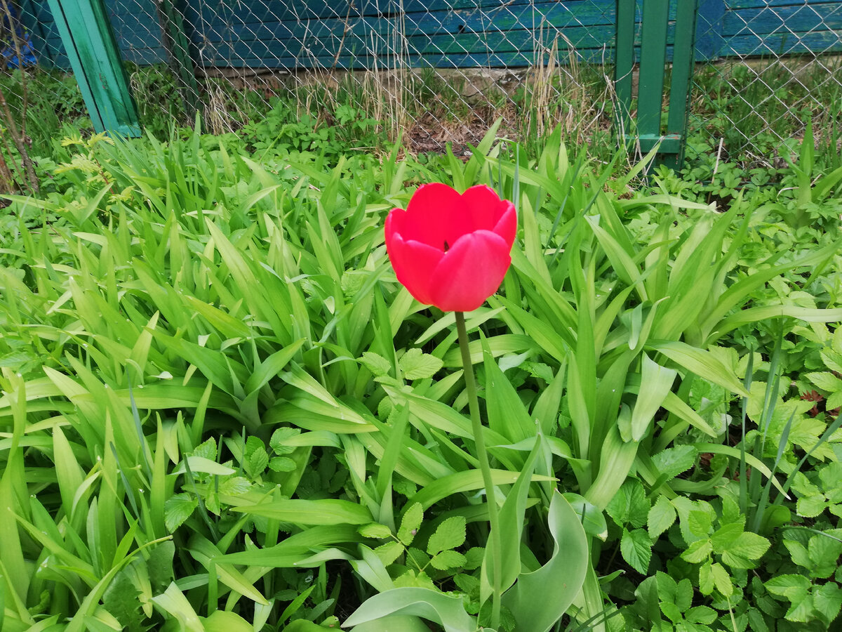Тюльпан сегодня расцвёл