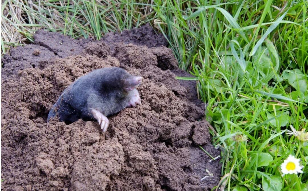 Медведка Земляная крыса. Землеройковые крысы. Земляная собачка в огороде. Землеройка в огороде собачка. Земляные написать