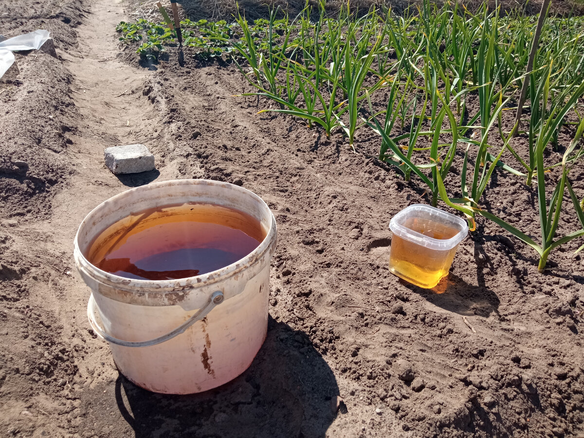 Раствор вермичая для подкормки