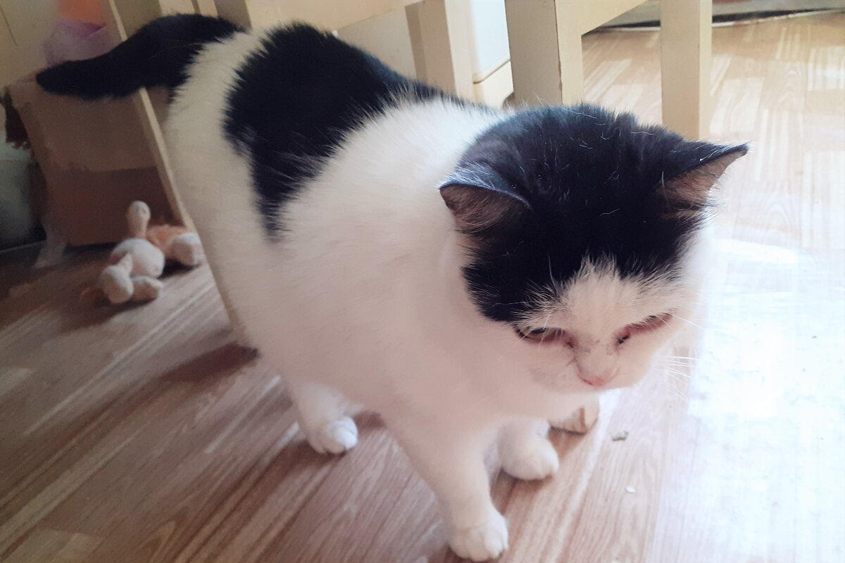 Лотик, аленькая, безобидненькая кошечка, она же - генералиссимус со стальным характером)