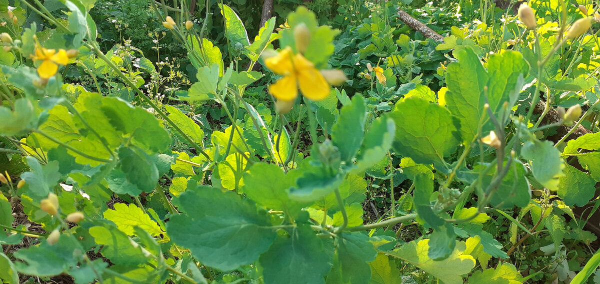 Фото автора, цветущий чистотел