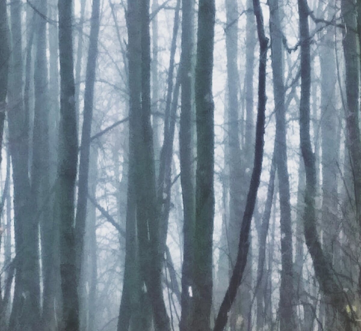 Вечно холодные слёзы небесные
Капают образно в ритме дождя.
Ветками чёрными, рёбрами тленными,
Листьями алыми скрыта земля.

Медленно корчатся липы могучие,
В ветре сильнейшем находят покой.
Серые всадники осени огненной
Вновь возвращаются в край свой родной.

Ветер бушует, никак не стихает,
Полную власть он желает иметь.
Ну а с деревьями просто играет.
Это ему словно девку раздеть

Кружатся птицы над иглами чёрными,
Чопорно каркают прошлую быль.
Ну а меж игл на ветках тернистых
Тушки бельчат превращаются в пыль.

В этом забвении страшная сила:
Чаша осенняя смертью полна.
Сколько бы не было в жизни красивого
Чаша та будет испита до дна.

Осень приходит и осень уходит.
В жерле прошедшего тлеют огни.
Воссоздают Альбионы из хаоса
Белые крылышки ранней зимы.