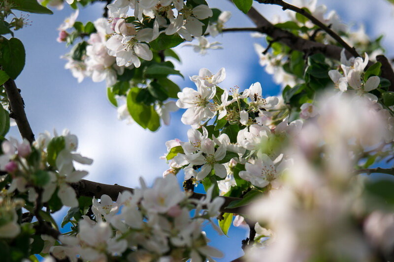 Черешня. Иллюстрация для статьи используется по стандартной лицензии ©ofazende.com