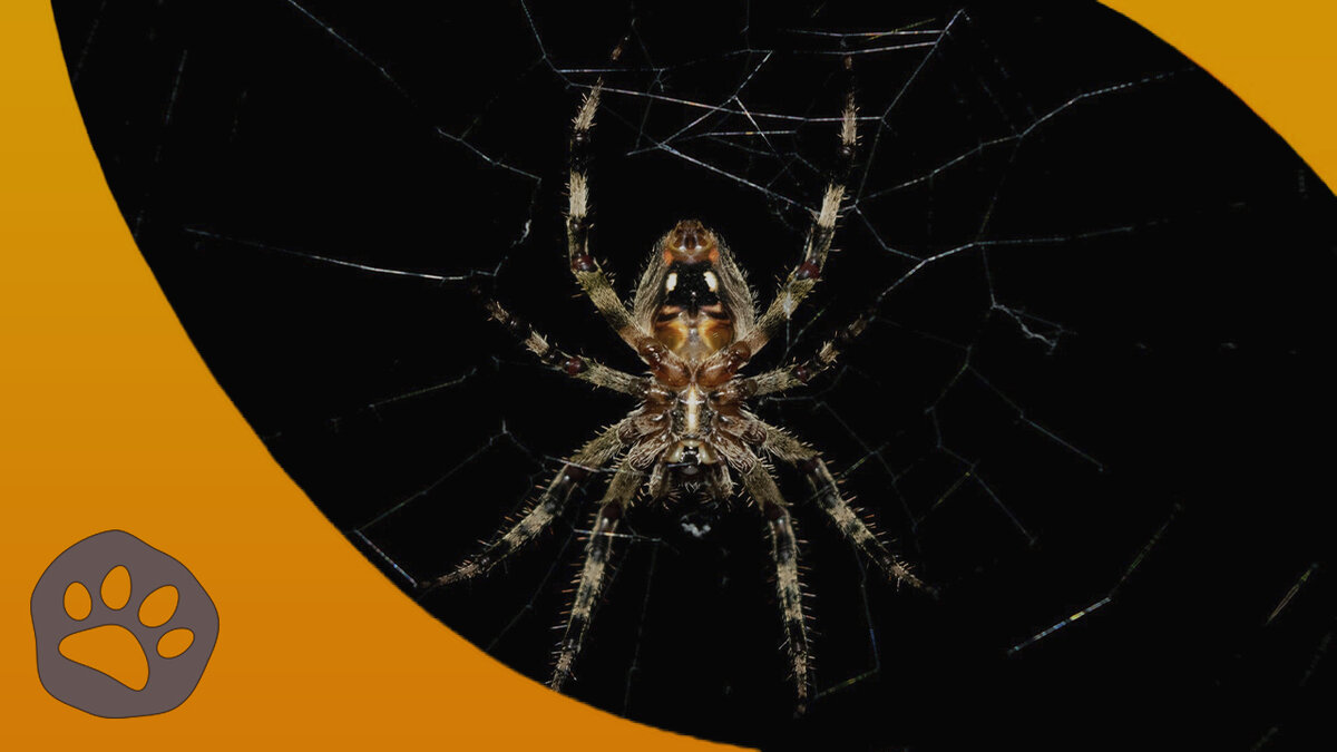 почему пауки плетут паутину. паук плетет паутину. почему пауки. паук на паутине. интересные факты о пауках.