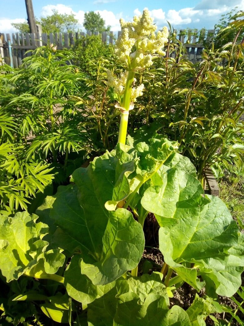 Пирожки с ревенем, рецепт на канале готовим дома ВКУСНО
