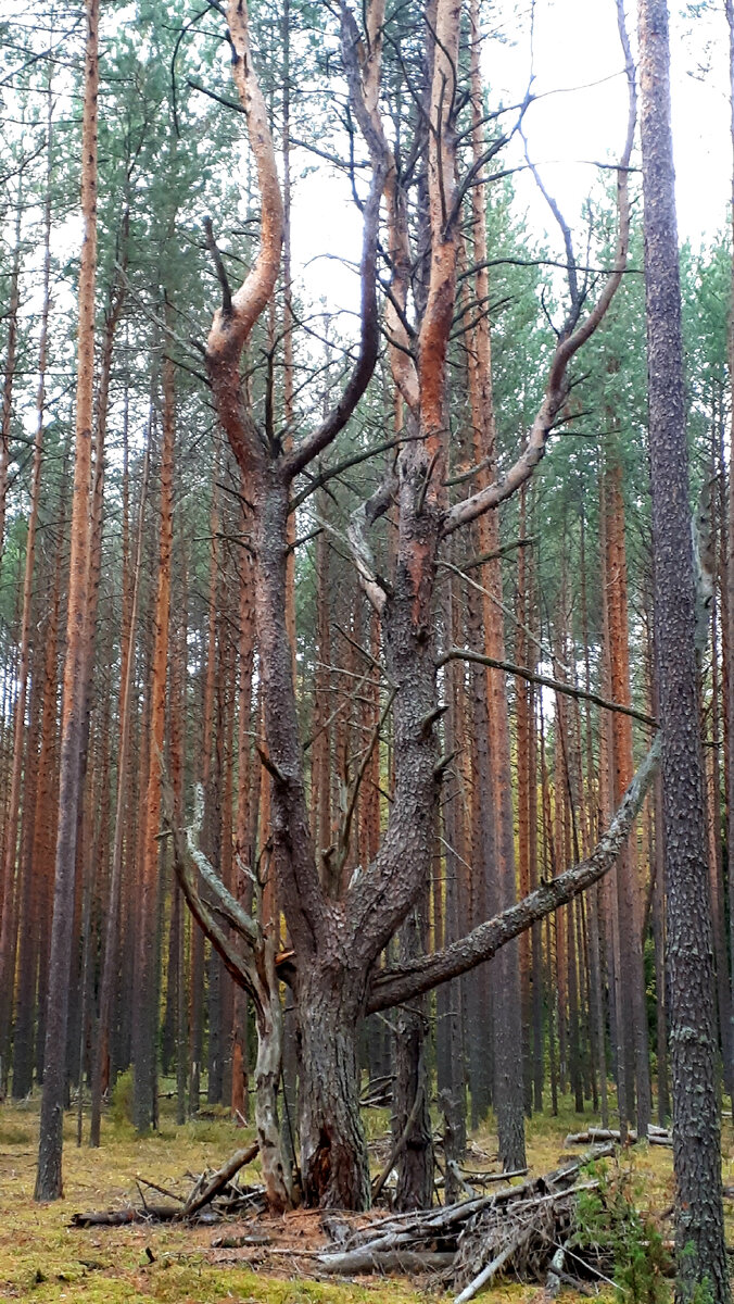Фото "Зов вечного".