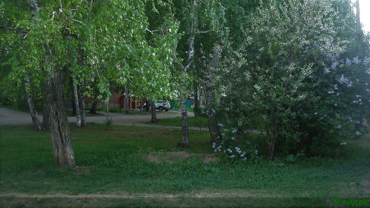 Справа вишня и сирень