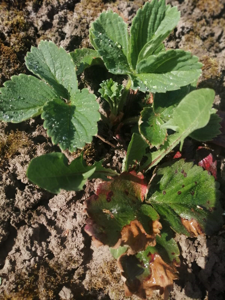 вертициллезное увядание (вертициллез).