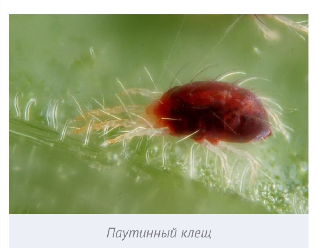 Фото из интернета 