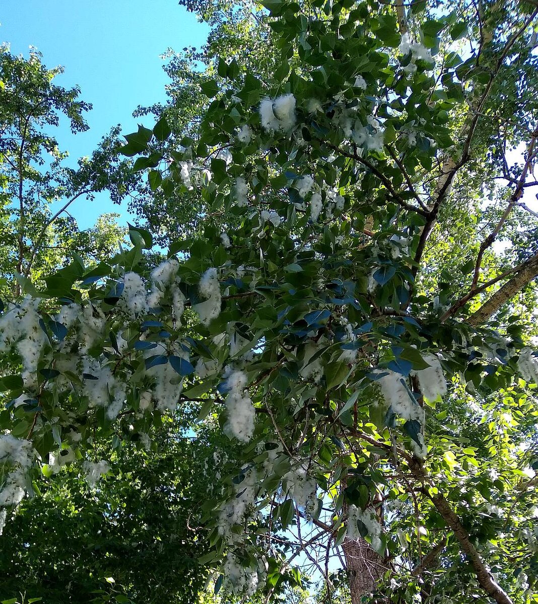 Прямо перед нашими окнами.
