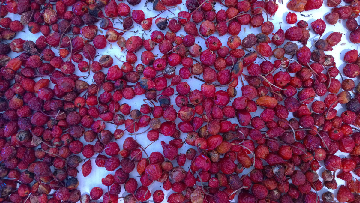 Шиповник для чая