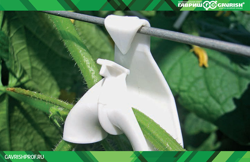 Пластиковый кистедержатель помогает растению нести нагруженную плодами ветку