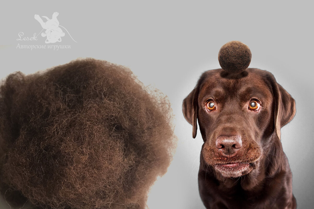 Фото собачки взято из просторов интернета, но шерсть моя, действительно от лабрадора.