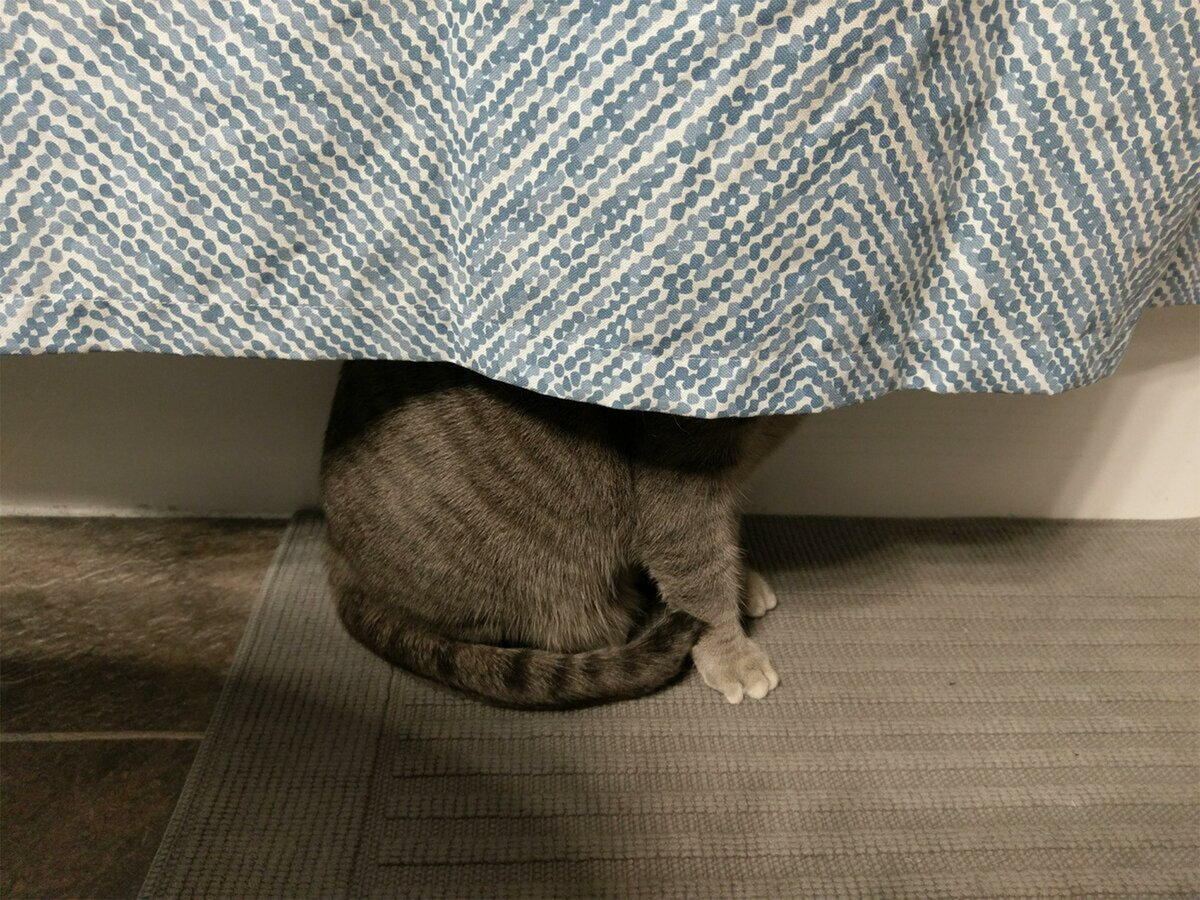 кот из под дивана