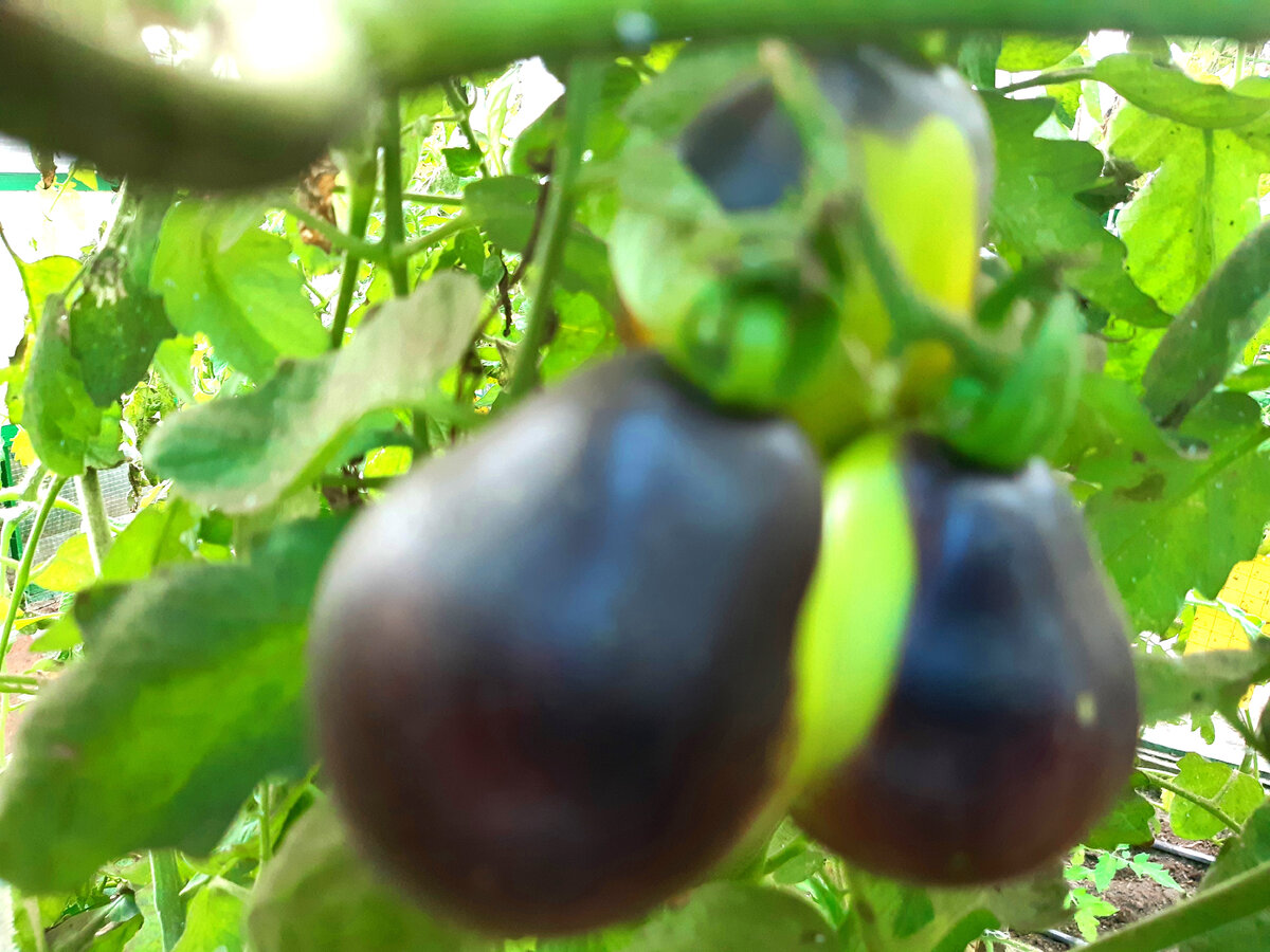 Томат "Контраст Фландрии" в теплице(фото автора)