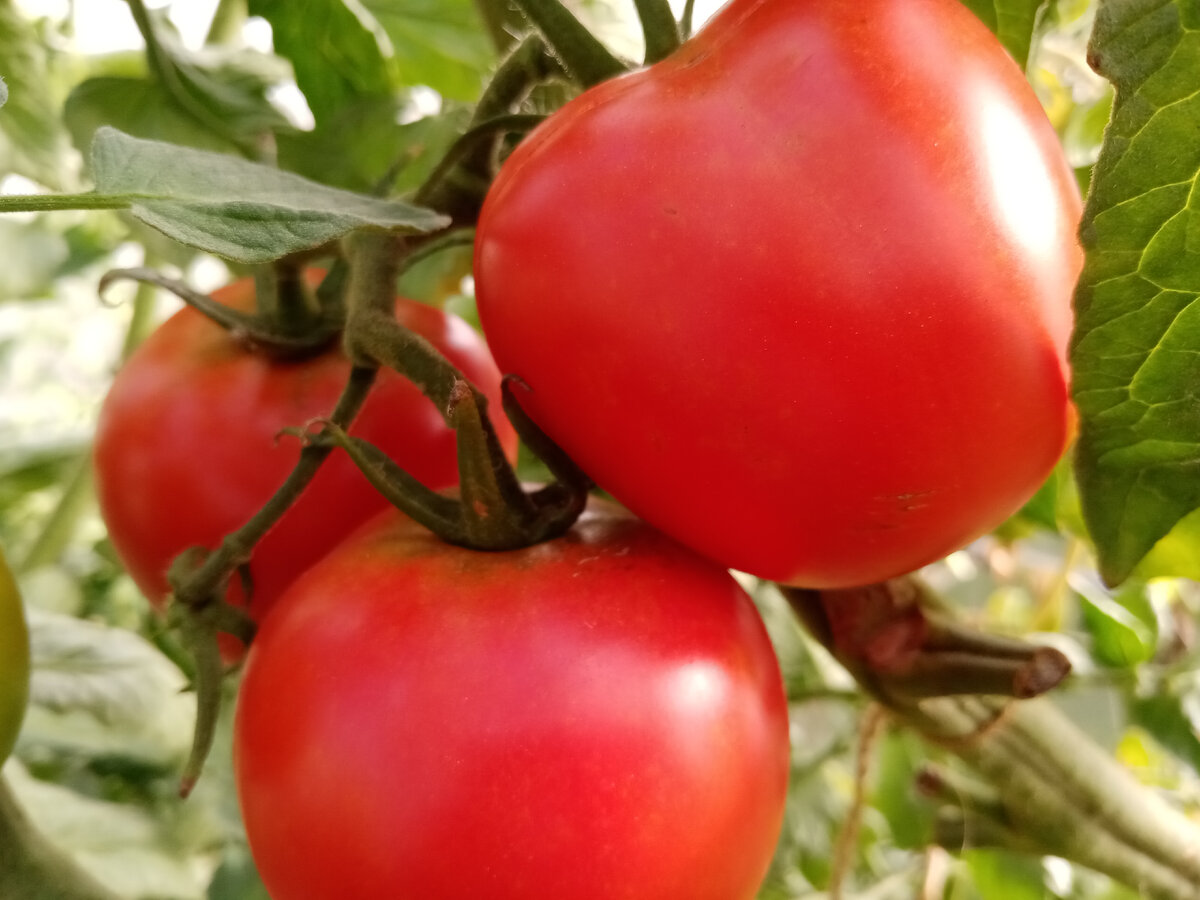 Гибрид F2. Плоды той же формы и размера, что и у материнского растения.