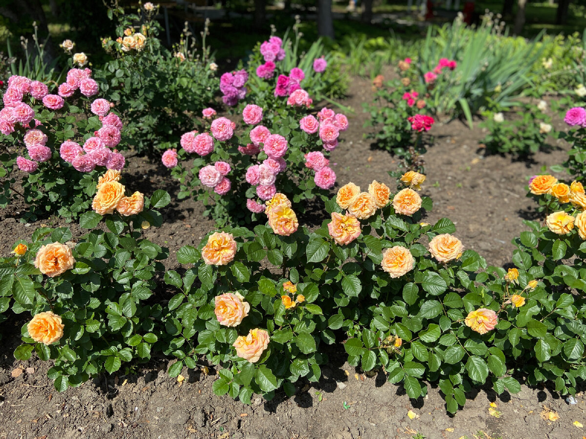 Территория утопает в цветах