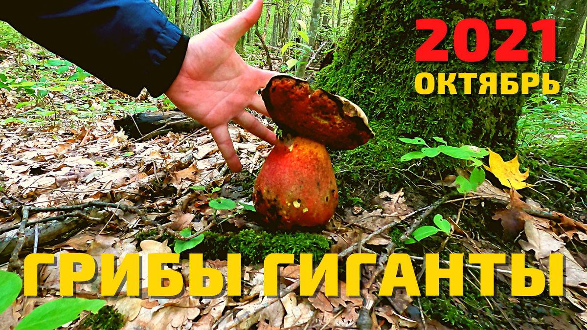 За грибами октябрь 2021. Огромные грибы.
