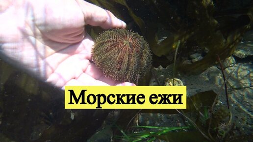 Морские ежи. Остров Сахалин