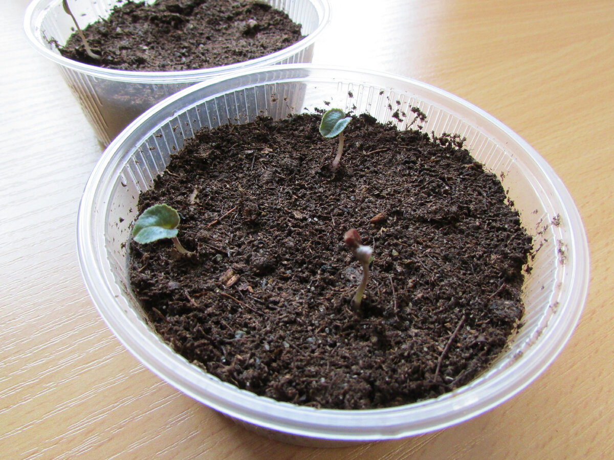 Всходы цикламенов