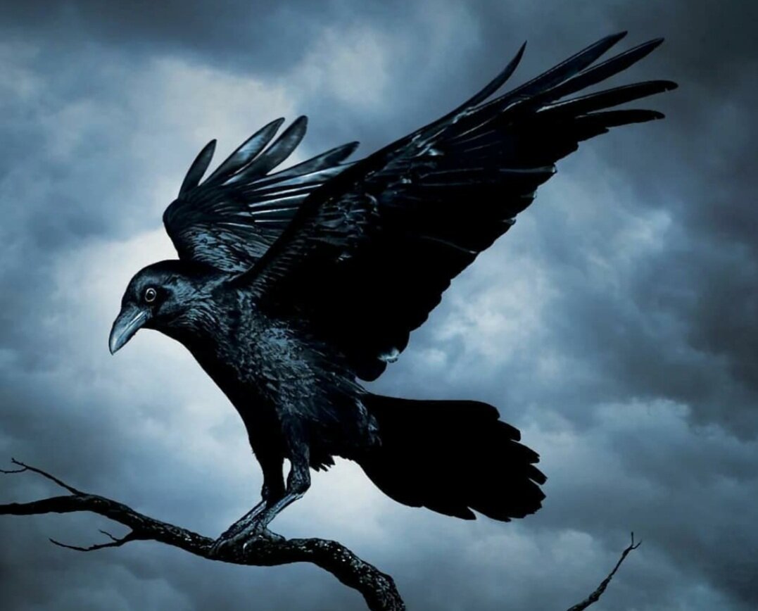 Огромный черный ворон спустился с небес, за фото спасибо @fastfakts