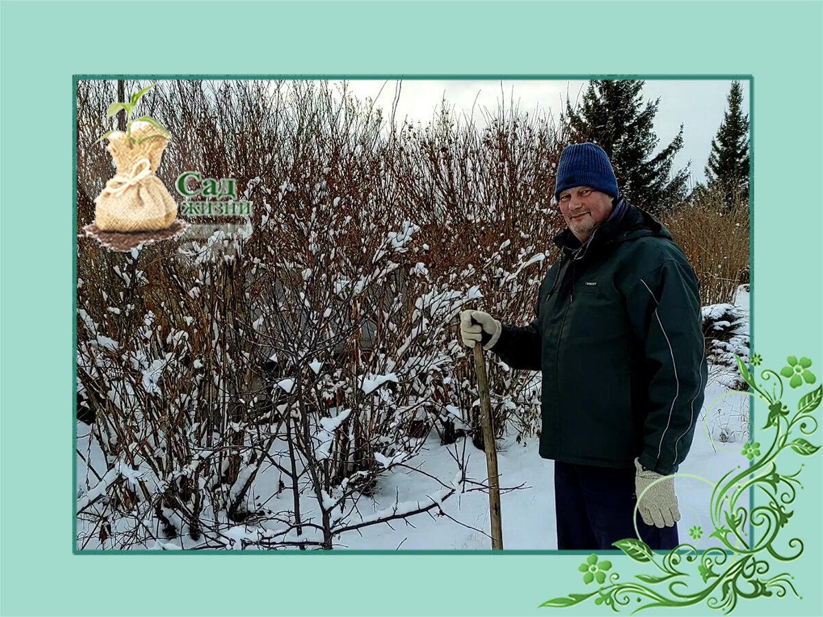 Засыпаем деревья снегом