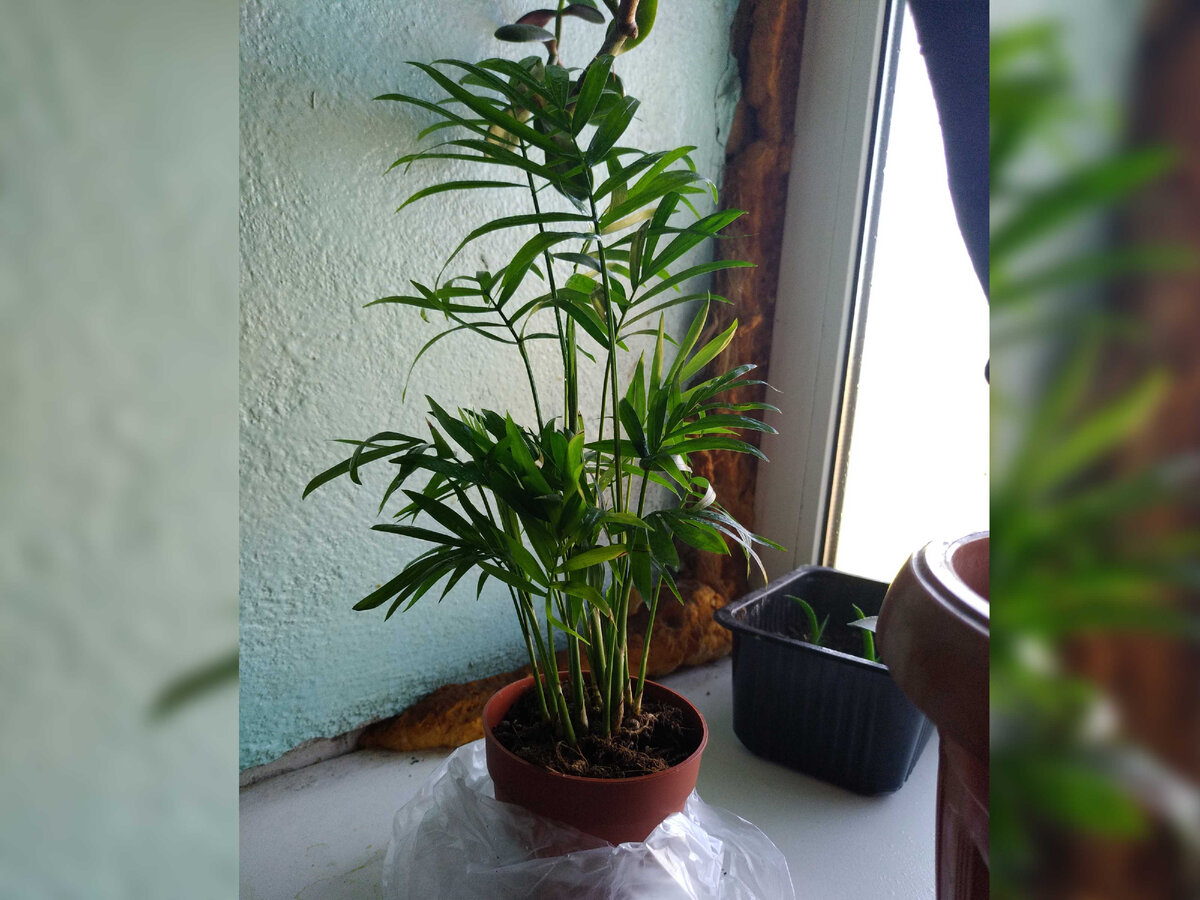 Вот такими я их впервые увидела