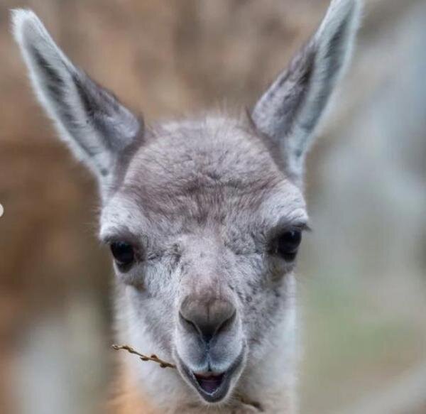 Источник фото: Ростовский зоопарк 