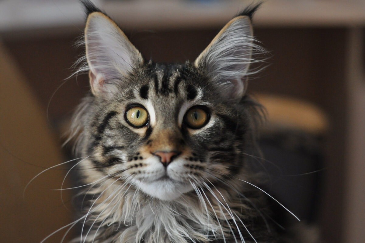 Кот Мартин. Мейн-кун, 3 года