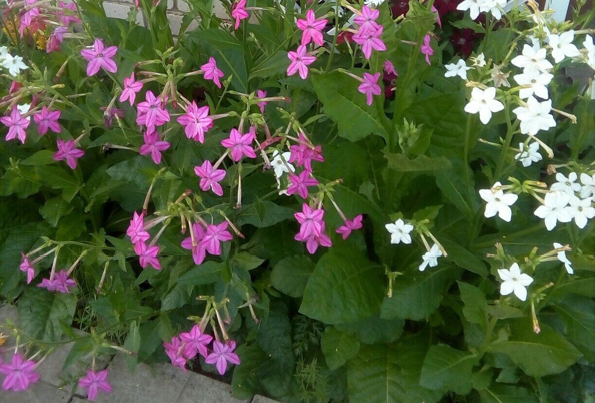 Душистый табак против колорадского жука — избавит участок от вредителя ...