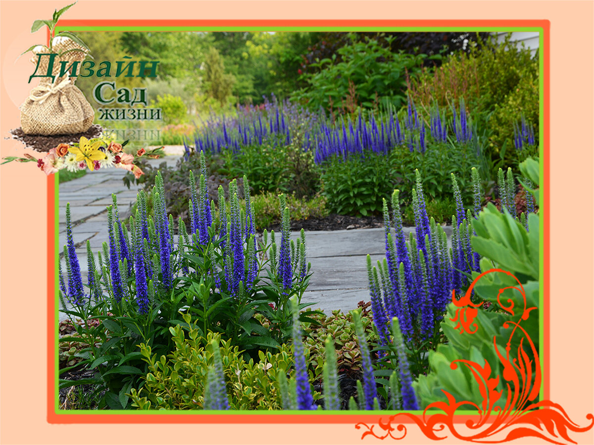 Виды вероники