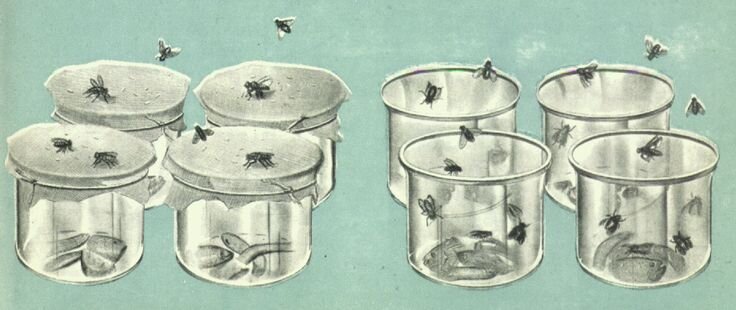 Иллюстрация опыта, опровергающего теорию самозарождения жизни, поставленным Франческо Реди