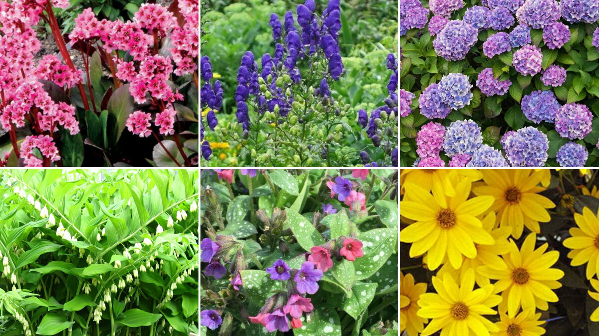 Бадан, купена, аконит, медуница, гортензия, гелиопсис