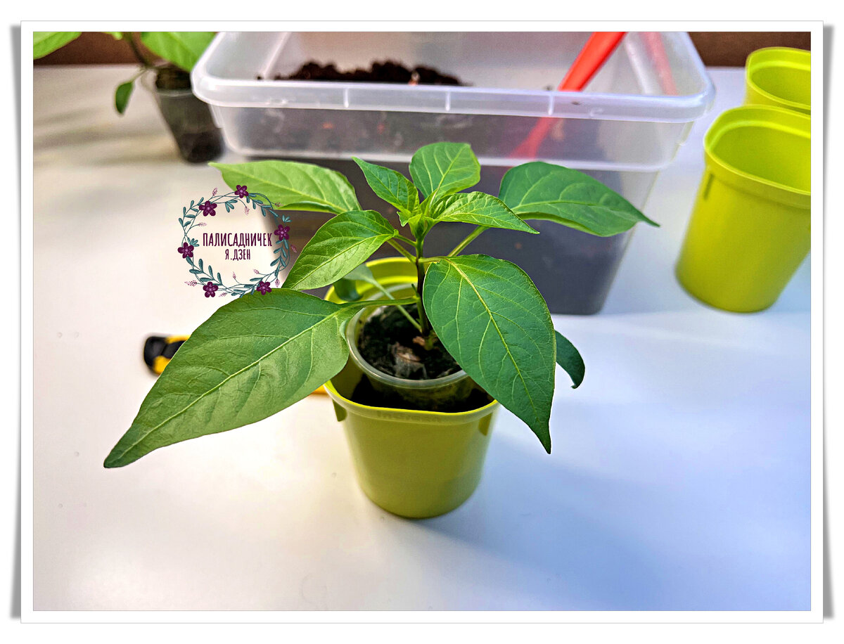 Ну, разве может не быть хорошо у таких малышей-милашей? )) Здесь процесс примерки нового горшочка запечатлён, как вы понимаете.