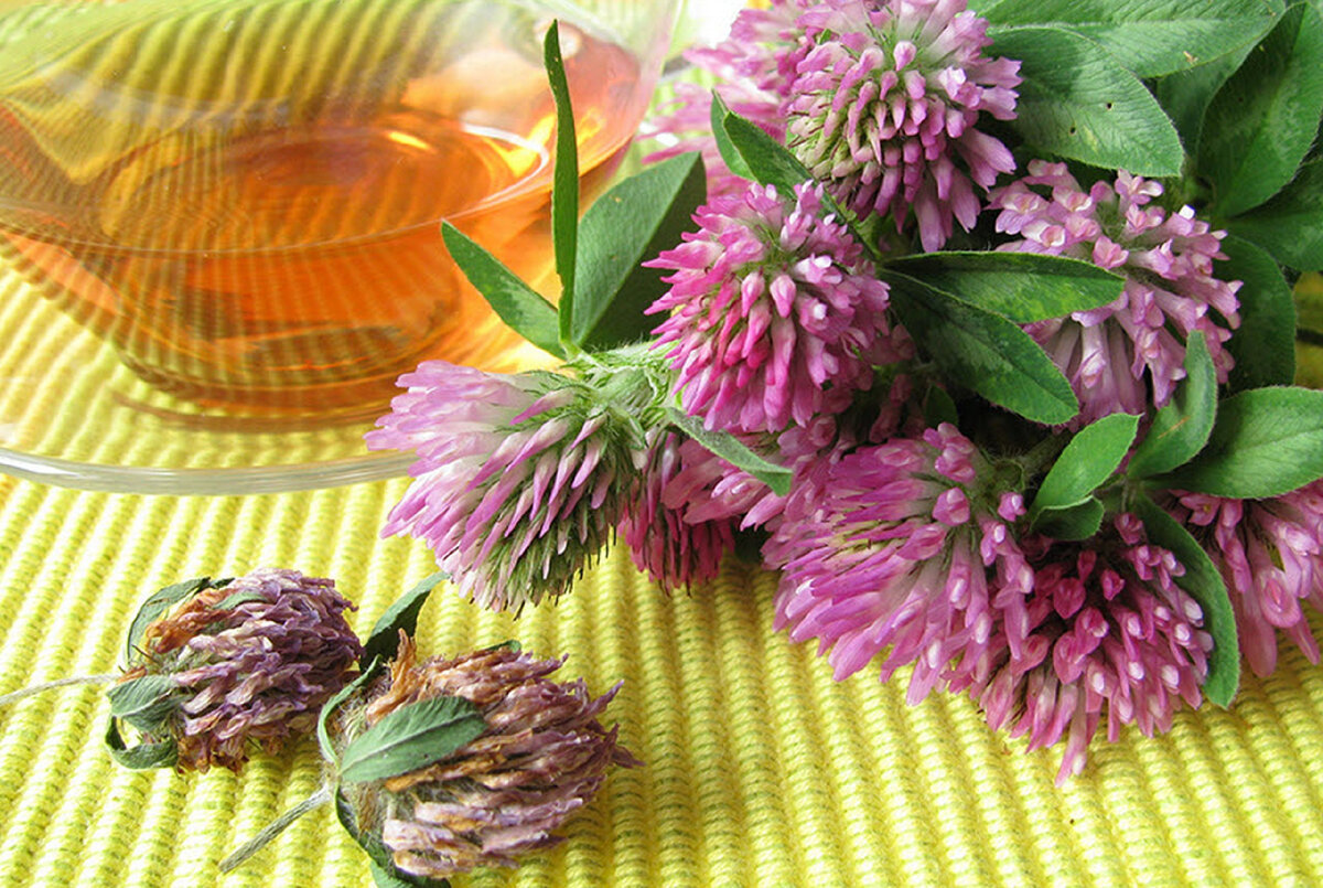 Лекарственные растения клевер луговой. Клевер красный. Клевер луговой латынь. Клевер луговой лекарственные. Клевер витязь луговой.