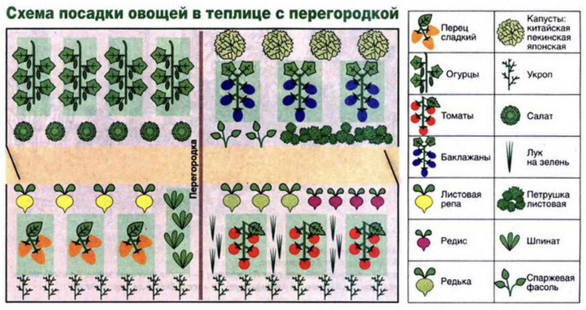 Схема высадки помидор