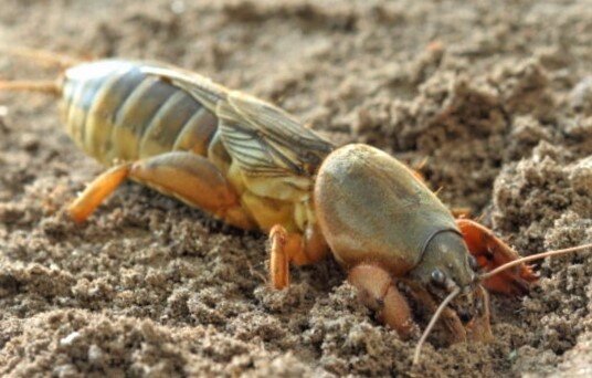 Медведка-опаснейший вредитель