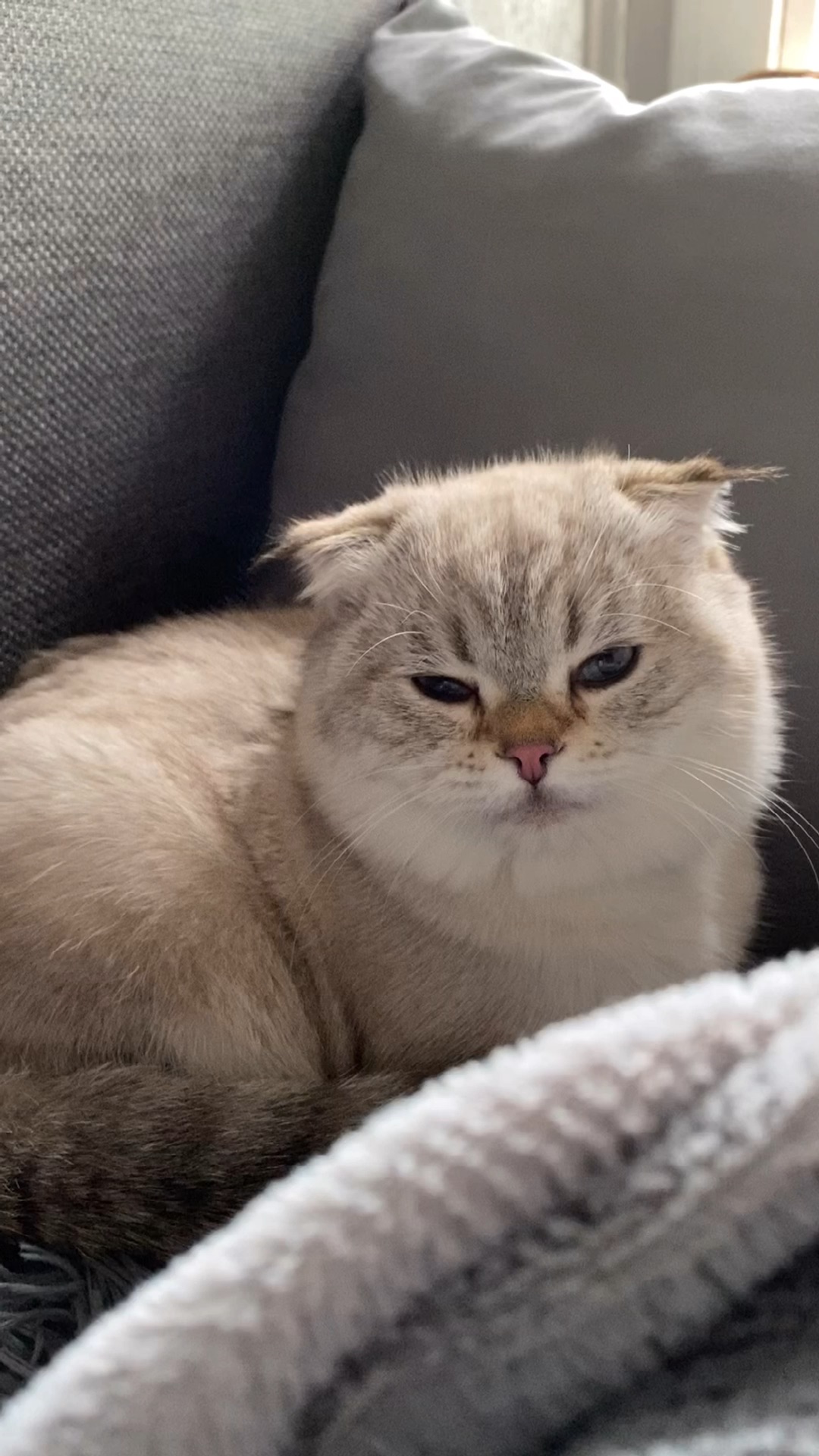 Кошка лелика
