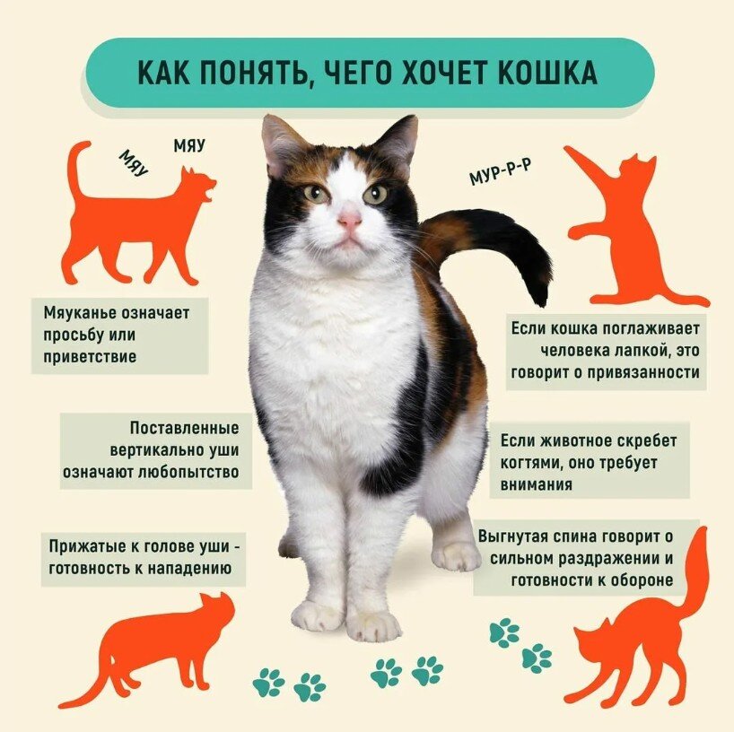 Влюбленные котики - фото онлайн на resses.ru