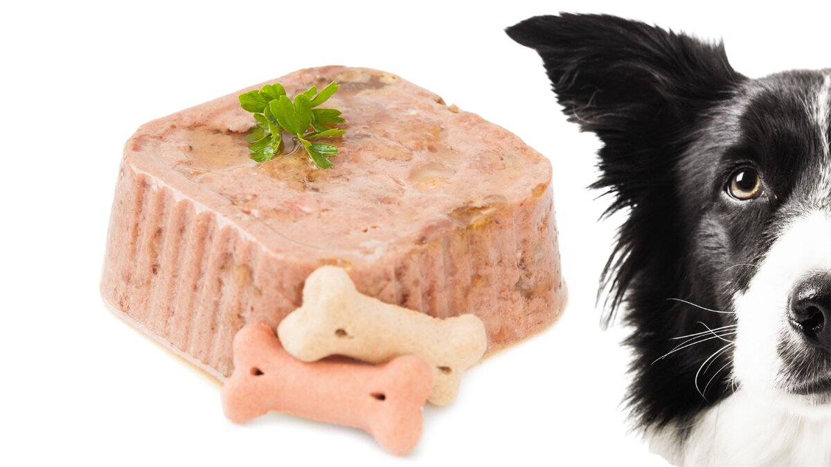 Влажный корм для собак