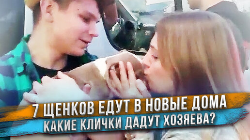 7 долгожданных встреч щенков и новых хозяев!