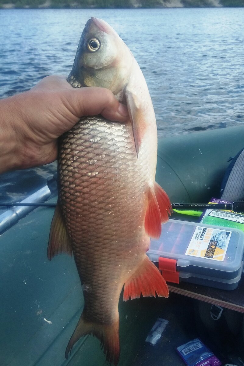 Футболка рыбанутый. Рыбану. Рыбанутые. Рыбанутая. Канал рыбанутый рыбалка.